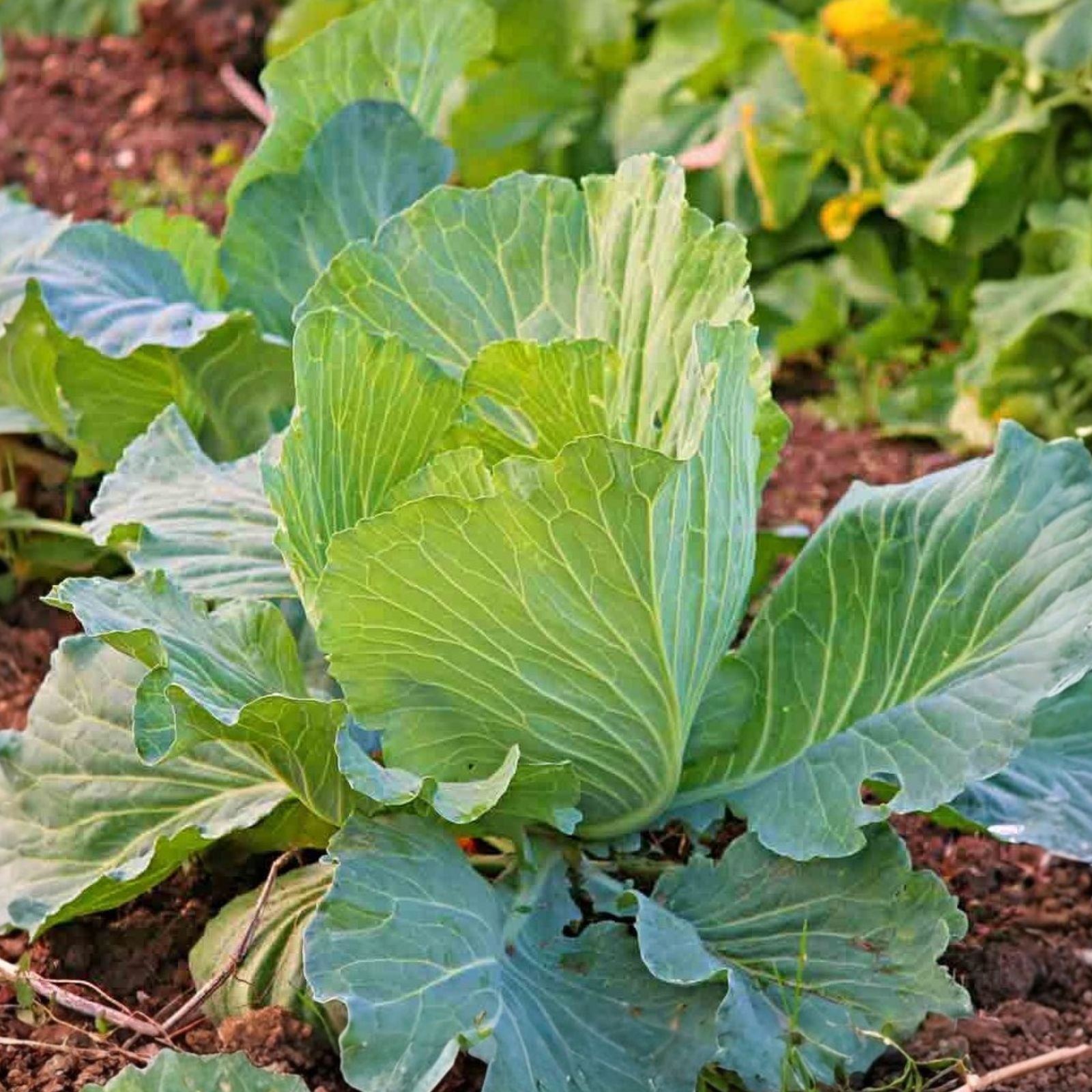 Early White Vienna Kohlrabi Seeds – Heirloom Non-GMO Brassica oleracea var. gongylodes Vegetable Garden Seed 100 Seeds