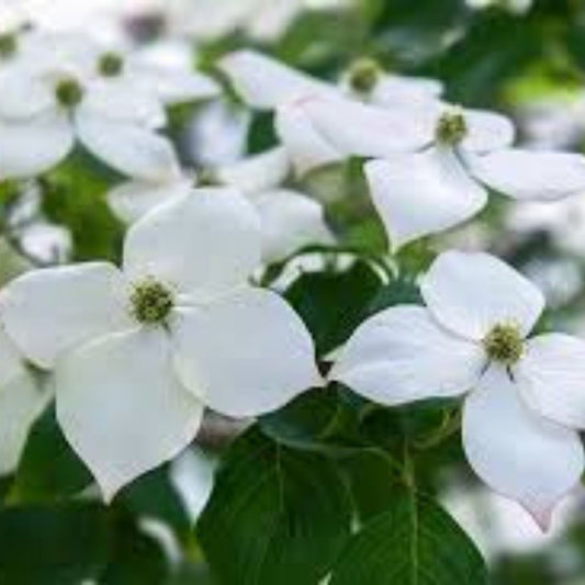 Kousa Dogwood Seeds, Flowering Ornamental Plant, Cornus kousa, Live Bare Root Starter, New Harvest Quality