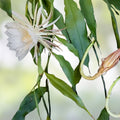 Epiphyllum Orchid Cactus Succulent Plant Clarity's Abraxas Variety Indoor Houseplant Easy Care Bright Blooms