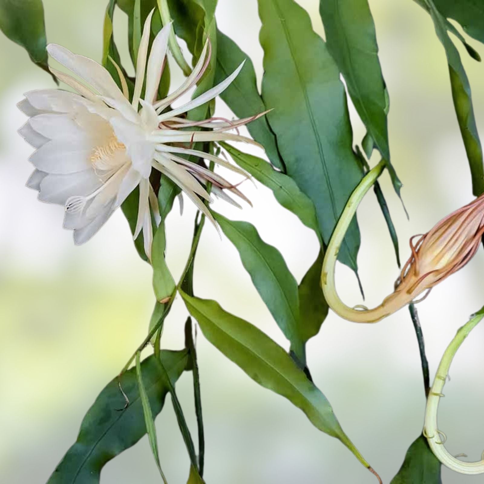 Epiphyllum Orchid Cactus Succulent Plant Clarity's Abraxas Variety Indoor Houseplant Easy Care Bright Blooms