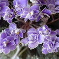 African Violet Leaves Propagation 2 Pack Sansoucy Coco Gesneriaceae Live Plant Cutting Houseplant