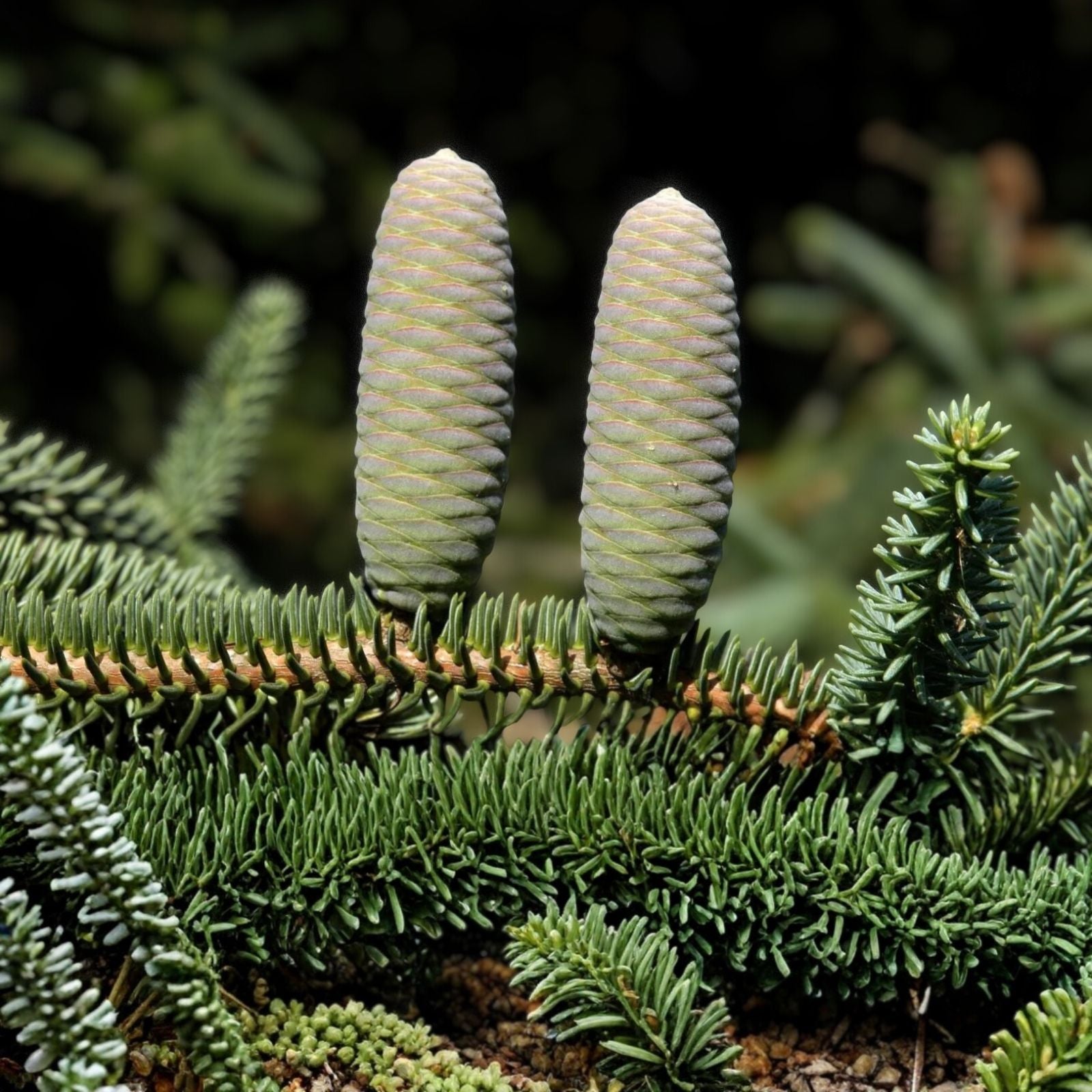 Apache White Fir Seeds 30 Pack | Abies concolor Native Arizona Apache Conifer Tree Seeds