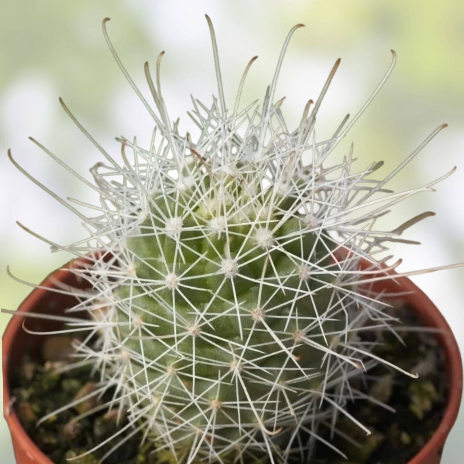 Cochemiea Setispina Cactus Plant Rooted Cutting - Unique Succulent for Indoor Outdoor Decor - Easy to Grow