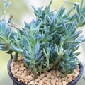 Blue Chalk Sticks Succulent Cutting - Live Plant, Senecio serpens, Blue Gray Foliage, Easy Care, Starter Plant, Houseplant