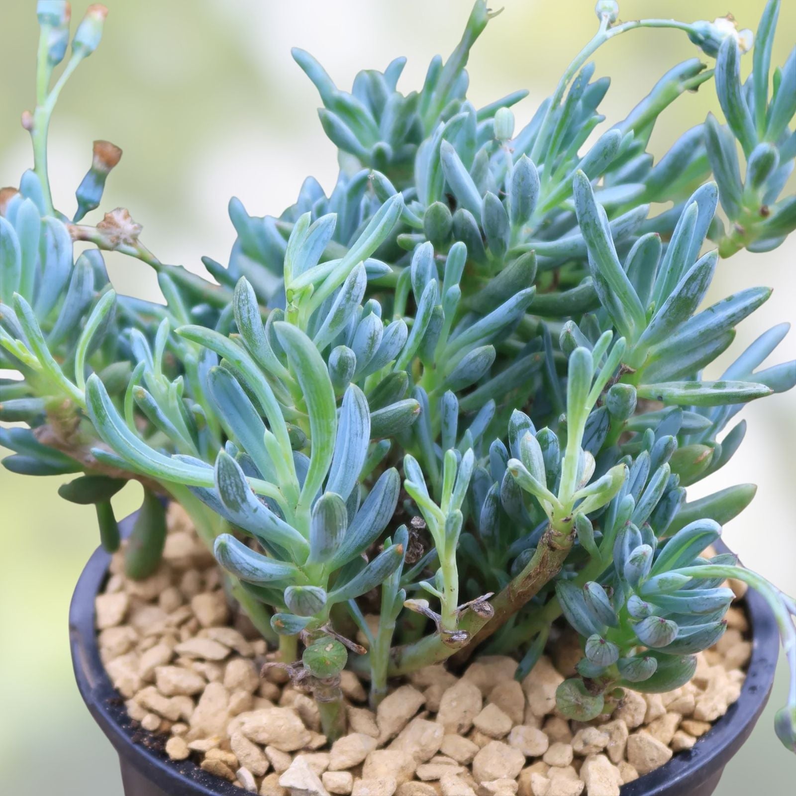 Blue Chalk Sticks Succulent Cutting - Live Plant, Senecio serpens, Blue Gray Foliage, Easy Care, Starter Plant, Houseplant