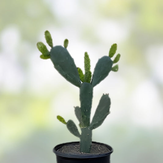 Green Opuntia Cactus Cutting Succulent Plant Propagation Piece Live Houseplant Bare Root Starter