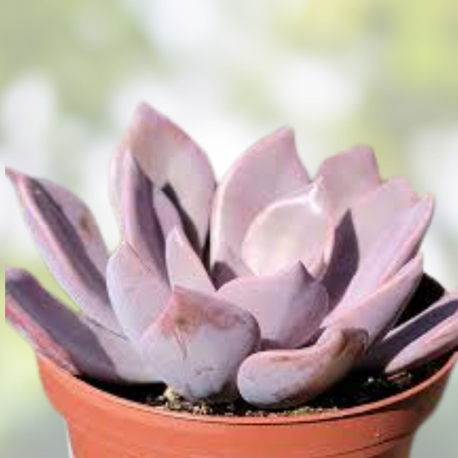 Graptoveria Dusty Pink Succulent Live Plant 4-Inch, Pink Foliage, Indoor Outdoor Garden Decor, Easy Care, Starter Plant
