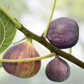 Smith Fig Cuttings 5 Pack Ficus carica Live Plant Rooting Kit with Willow Water for Propagation Fruit Tree Starter Plants
