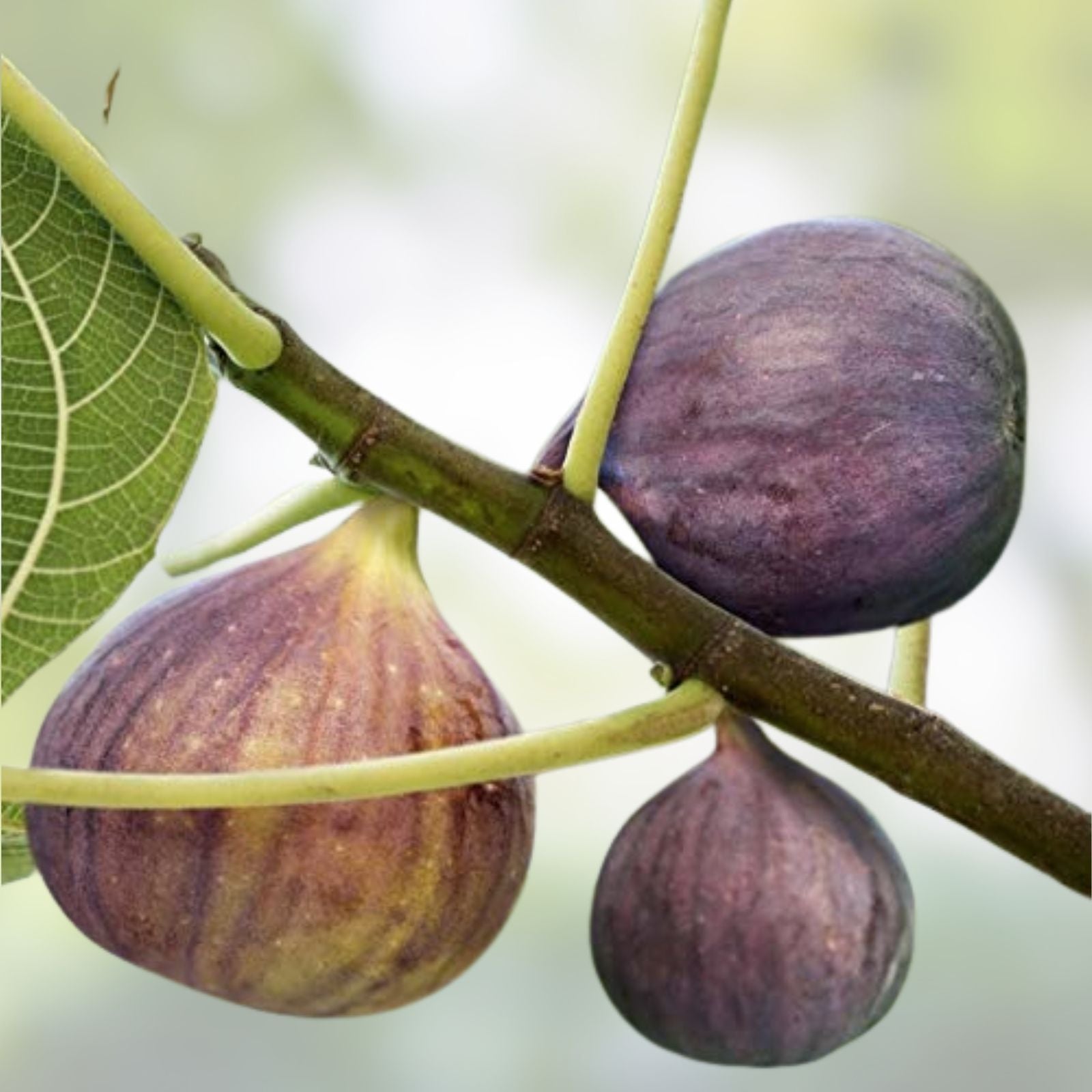 Smith Fig Cuttings 5 Pack Ficus carica Live Plant Rooting Kit with Willow Water for Propagation Fruit Tree Starter Plants