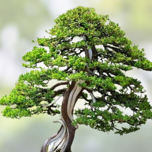 Juniperus Bonsai Tree Seeds 10 Pack | Live Plant Seeds for Cultivation, Bonsai Growing, Juniper Tree, Starter Plant, Bare Root, Non-GMO