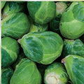 Brussel Sprout Seeds Jade Cross E Organic Vegetable Garden Seeds Brassica oleracea var. gemmifera 1000 seeds