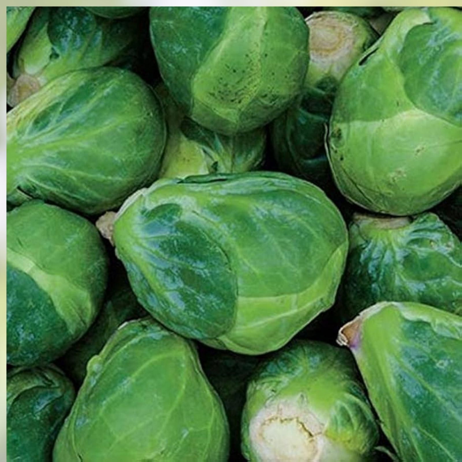 Brussel Sprout Seeds Jade Cross E Organic Vegetable Garden Seeds Brassica oleracea var. gemmifera 1000 seeds