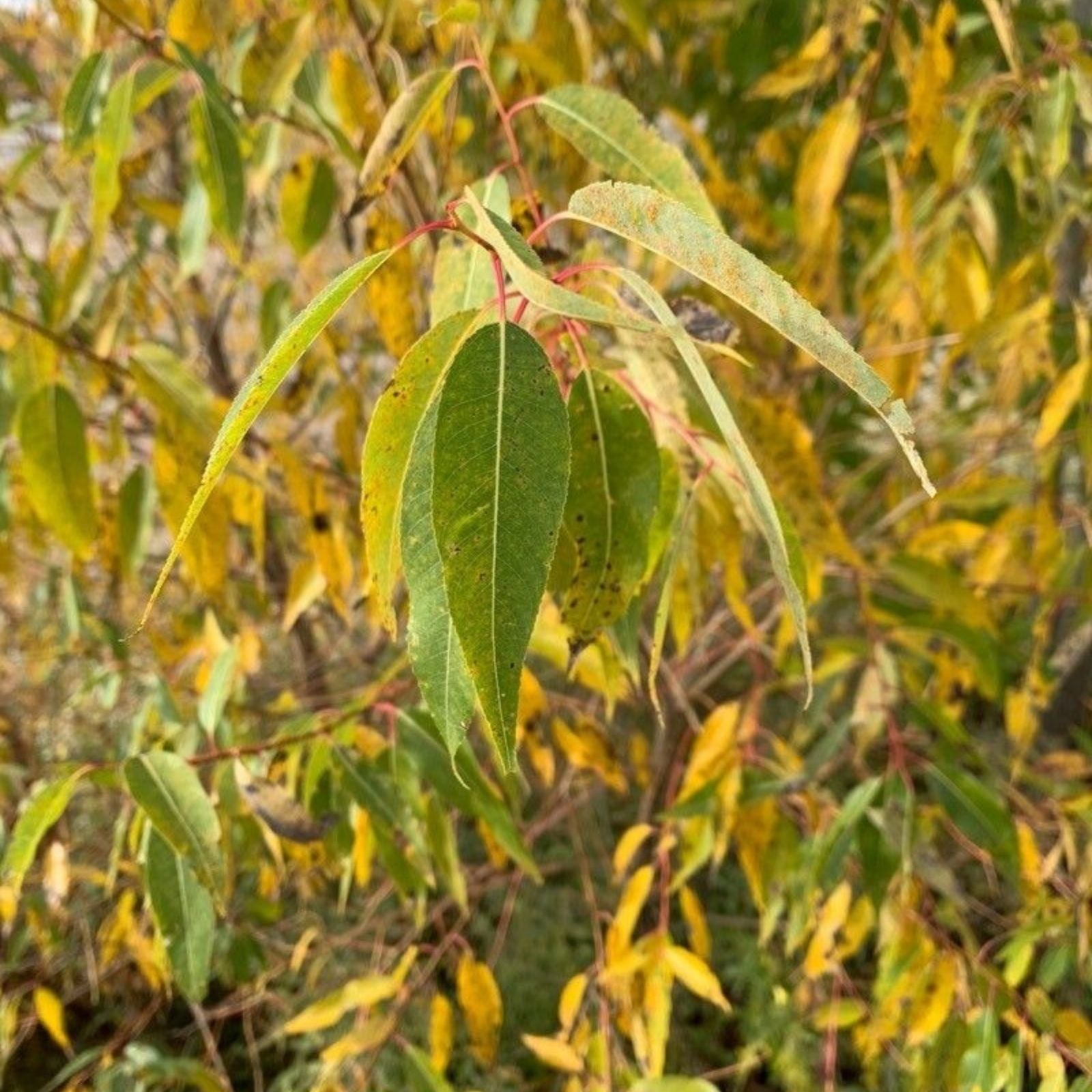 Peach-Leaf Willow Cuttings Salix amygdaloides Live Plant Fast-Growing 18" Bare Root Starter Plant