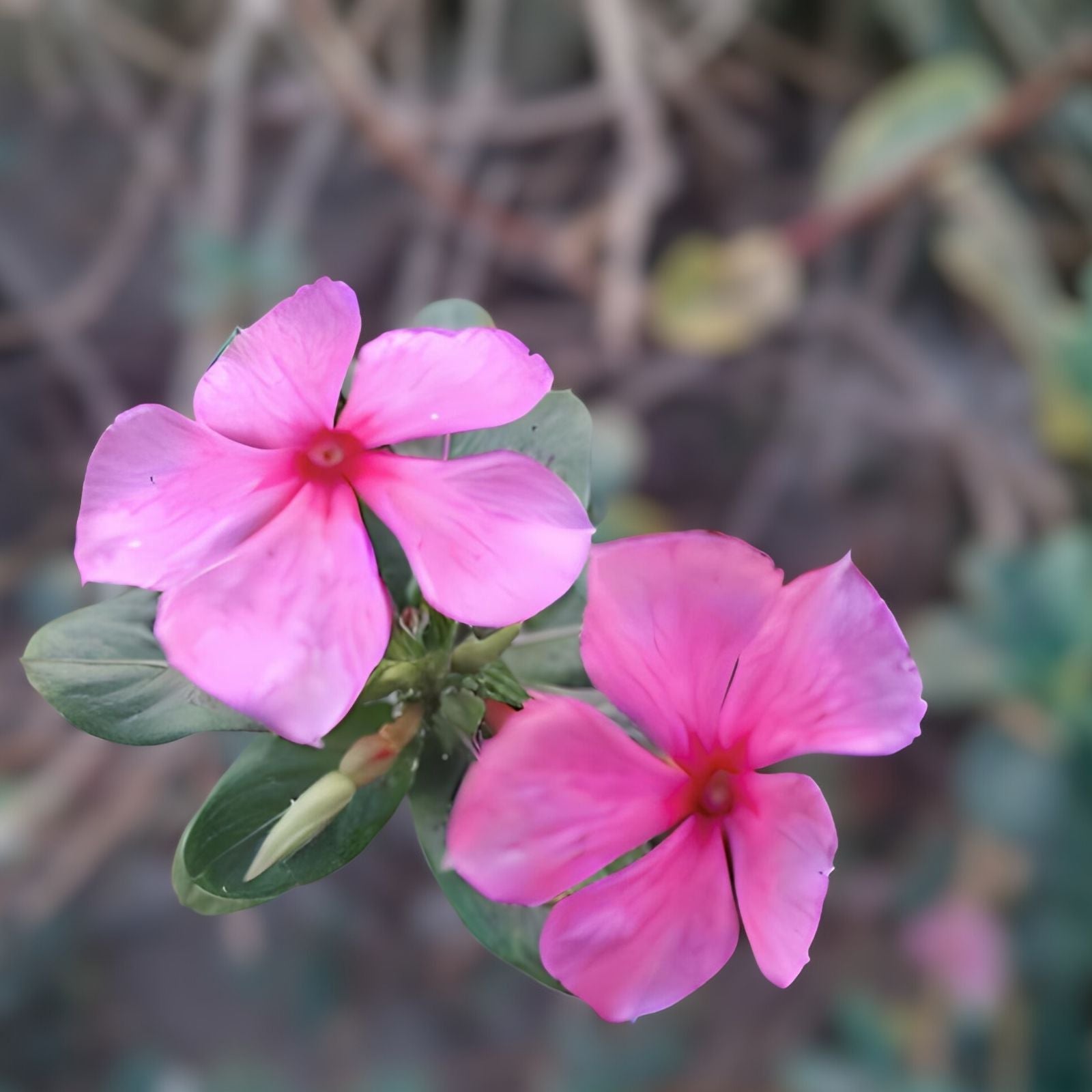 Vinca Seeds 500 Count Sunsplash Orchid Catharanthus roseus Flower Seeds Live Plant Cutting Bare Root Starter Plant