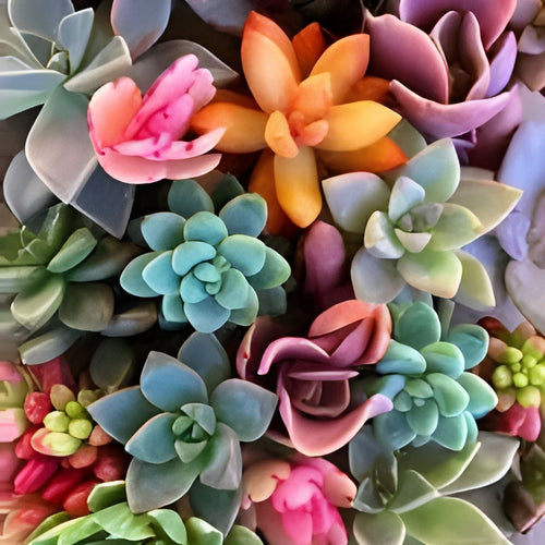 20 Assorted Succulent Cuttings Variety Pack - Live Houseplants for DIY Arrangements, Crafts, and Decor