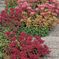 Potentilla Seeds 1000 Count Deep Pink Perennial Ground Cover Plant for Pollinators