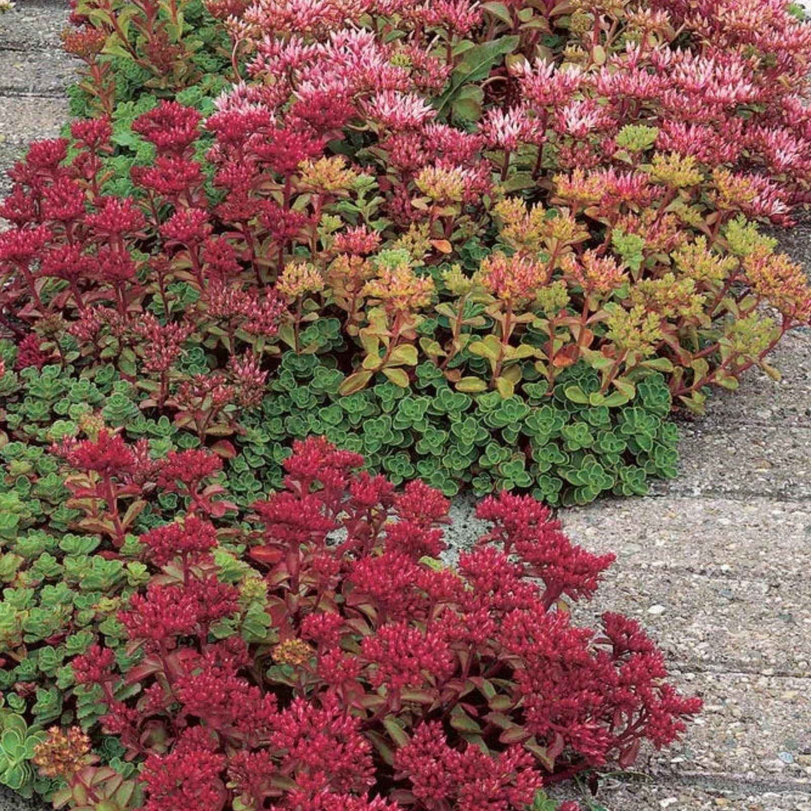 Potentilla Seeds 1000 Count Deep Pink Perennial Ground Cover Plant for Pollinators
