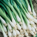 Tokyo Long White Onion Seeds Heirloom Allium cepa Salad Cooking 100+ Live Plant Starter Cutting Bare Root