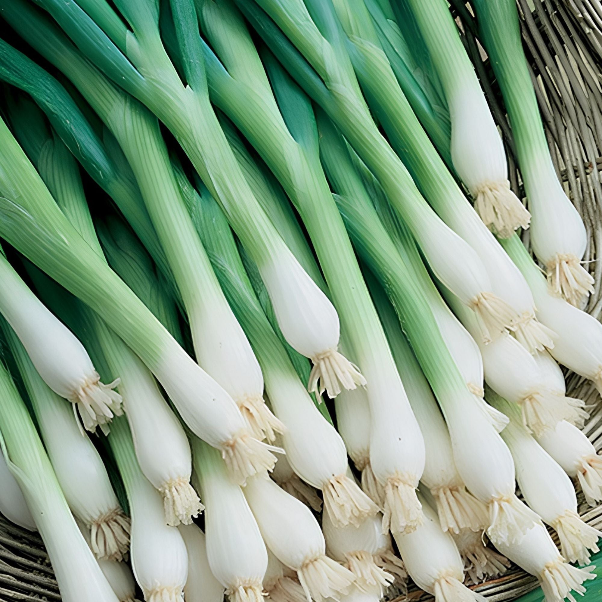 Tokyo Long White Onion Seeds Heirloom Allium cepa Salad Cooking 100+ Live Plant Starter Cutting Bare Root