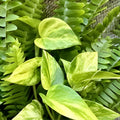 20 Rooted Indoor Houseplant Cuttings – Pothos & Ferns – Easy Care Epipremnum aureum & Fern Varieties