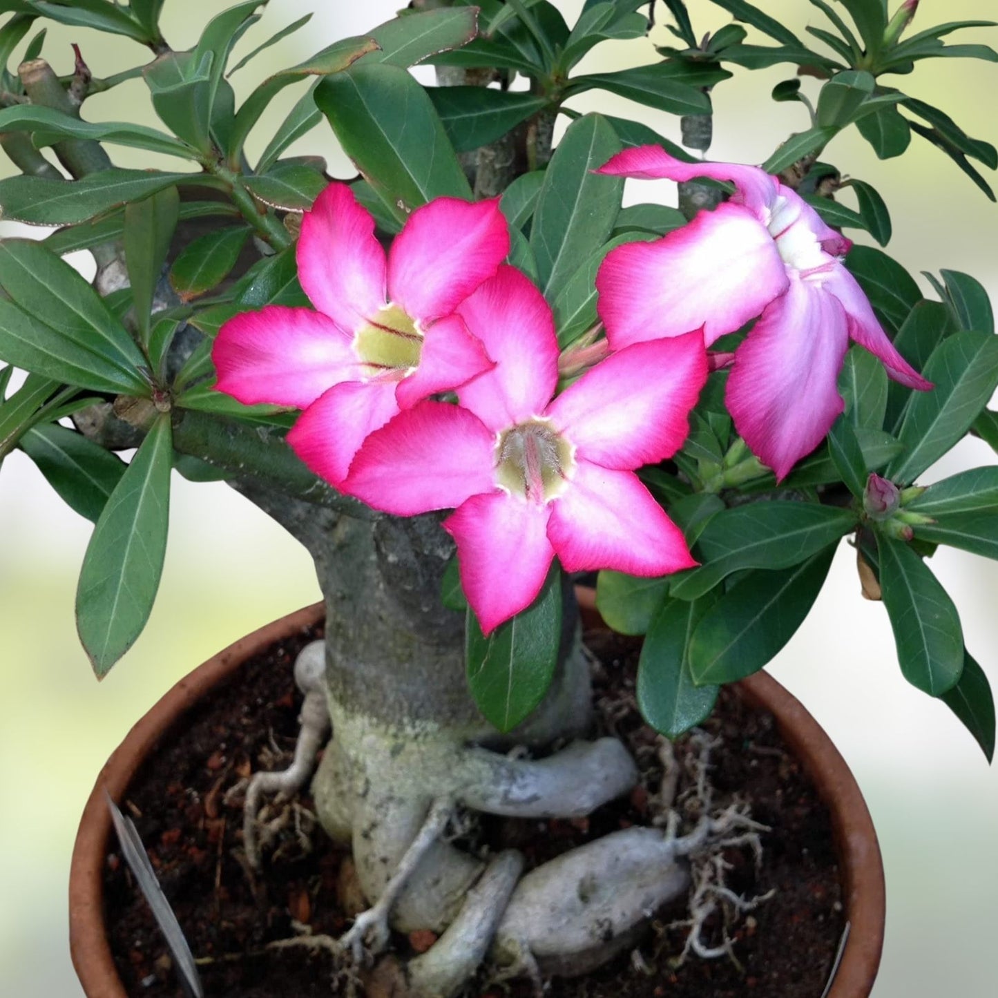 Mixed Color Desert Rose Seeds 10 Pack | Adenium Obesum | Live Plant, Flower Seeds for Garden & Patio, Easy to Grow, Non-GMO