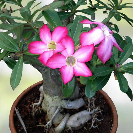 Mixed Color Desert Rose Seeds 10 Pack | Adenium Obesum | Live Plant, Flower Seeds for Garden & Patio, Easy to Grow, Non-GMO