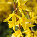 Forsythia x intermedia Cuttings 10+5 Yellow Bell Hardy Bush Ornamental Privacy Hedge Live Plant