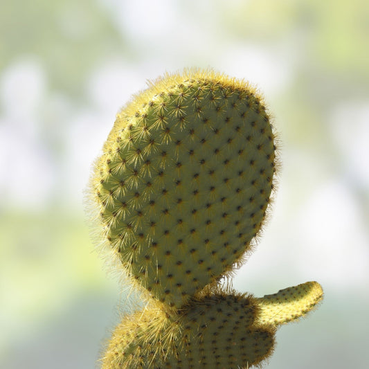 Opuntia Megasperma Var Prickly Pear Cactus Live Plant Cutting Rare Succulent Houseplant