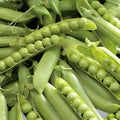 Snow Pea Seeds Dwarf Sugar Grey Chinese Snap Peas Edible Asian Vegetable Starter Plant 30+