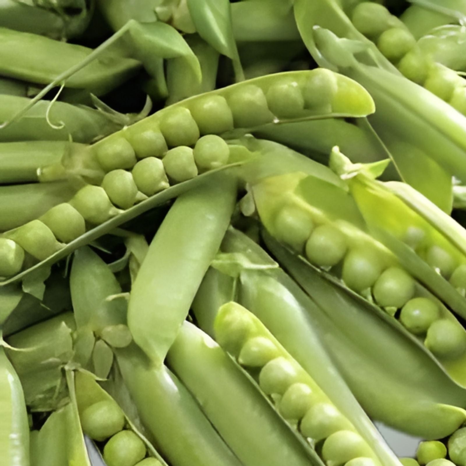 Snow Pea Seeds Dwarf Sugar Grey Chinese Snap Peas Edible Asian Vegetable Starter Plant 30+
