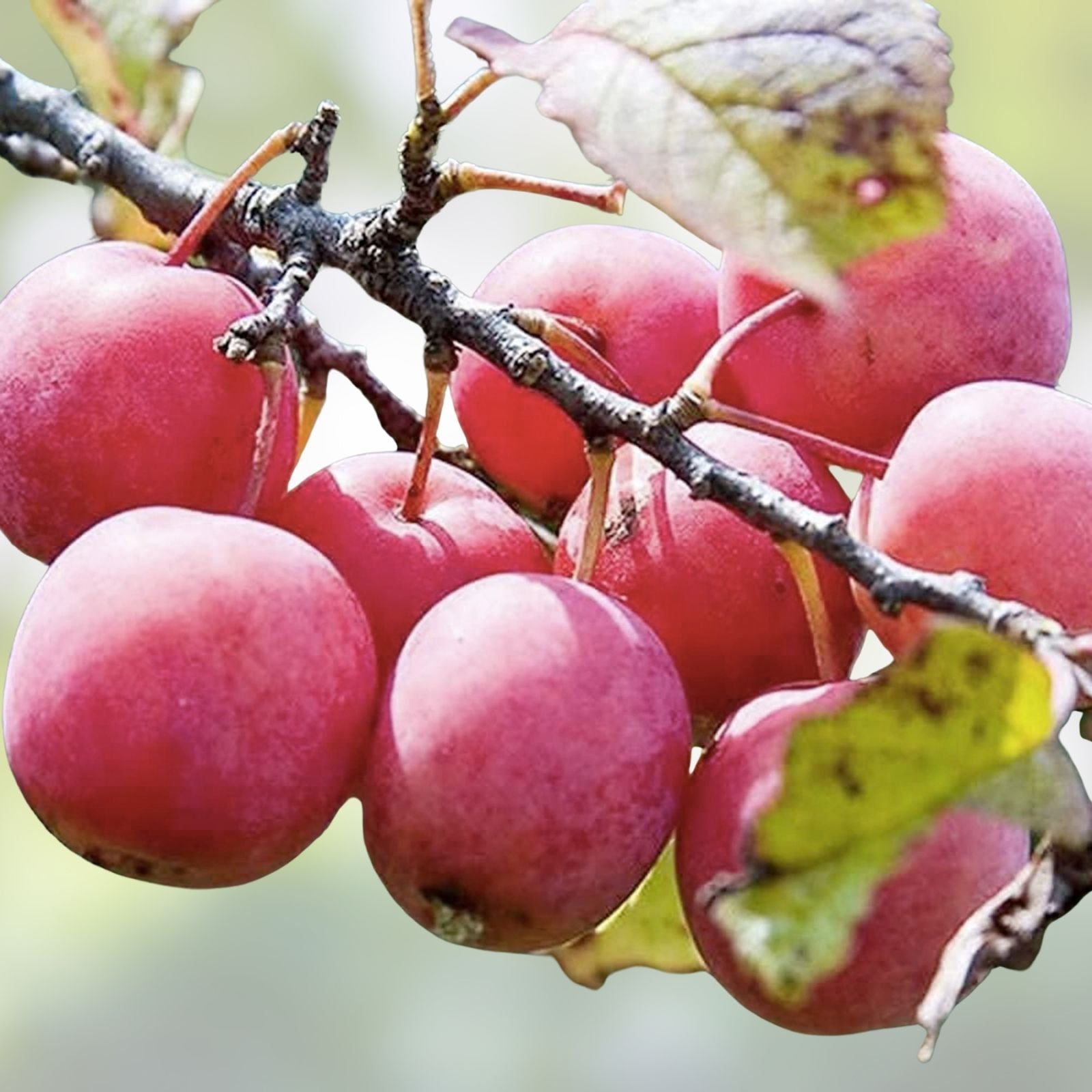 Plum Fruit Tree Seeds 10 Pack – Prunus Americana Organic Seeds for Home Gardening, Edible Fruit, Fast Growing