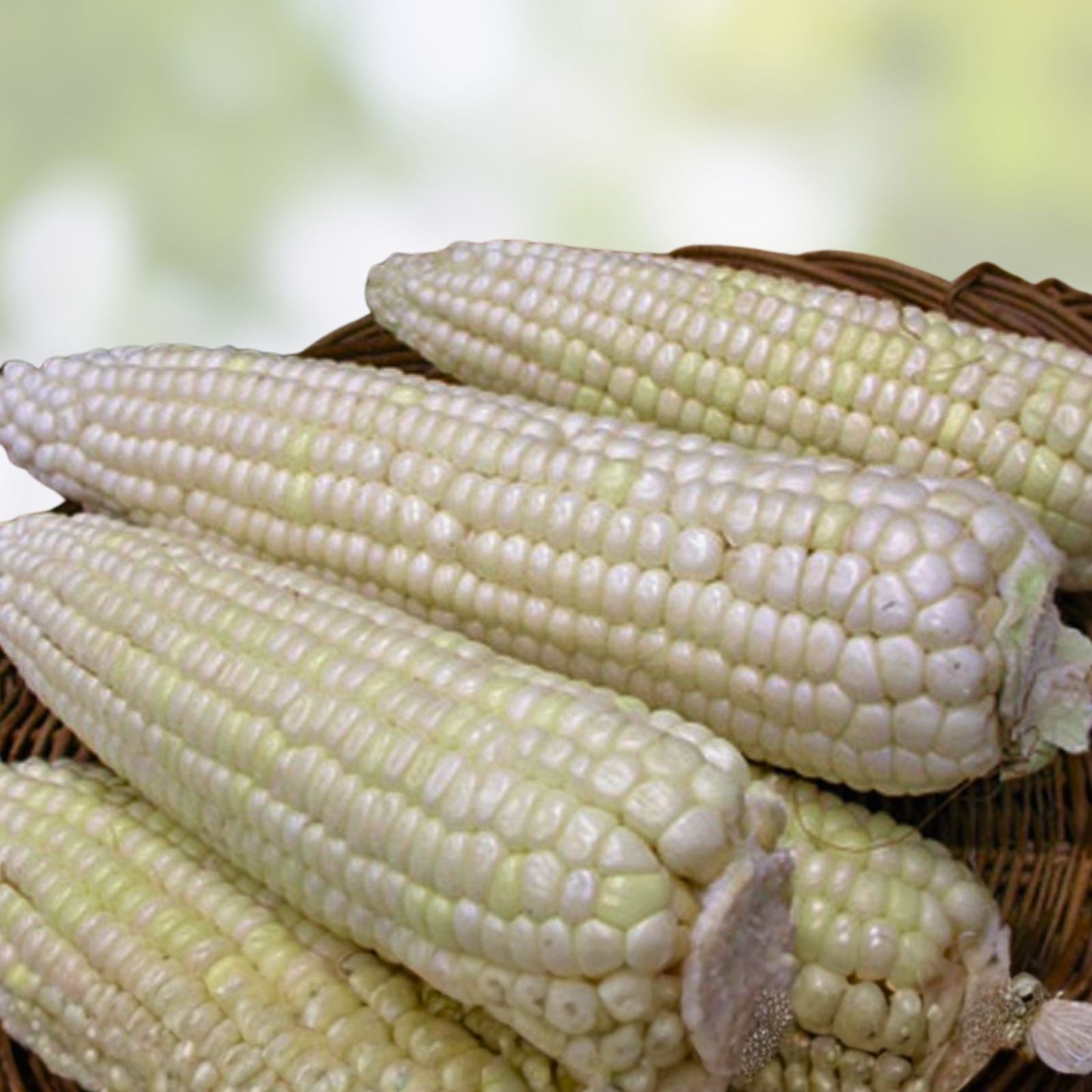 White Corn Seeds Stowell's Evergreen Heirloom Non-GMO Organic Sweet Zea mays 20+ Seeds