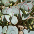 Silver Dollar Jade Plant Cuttings Crassula arborescens Succulent Propagation Houseplant Starter