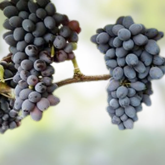Jupiter Seedless Table Grape Cuttings 5pcs Vitis labrusca Live Vine Propagation Bare Root Plant