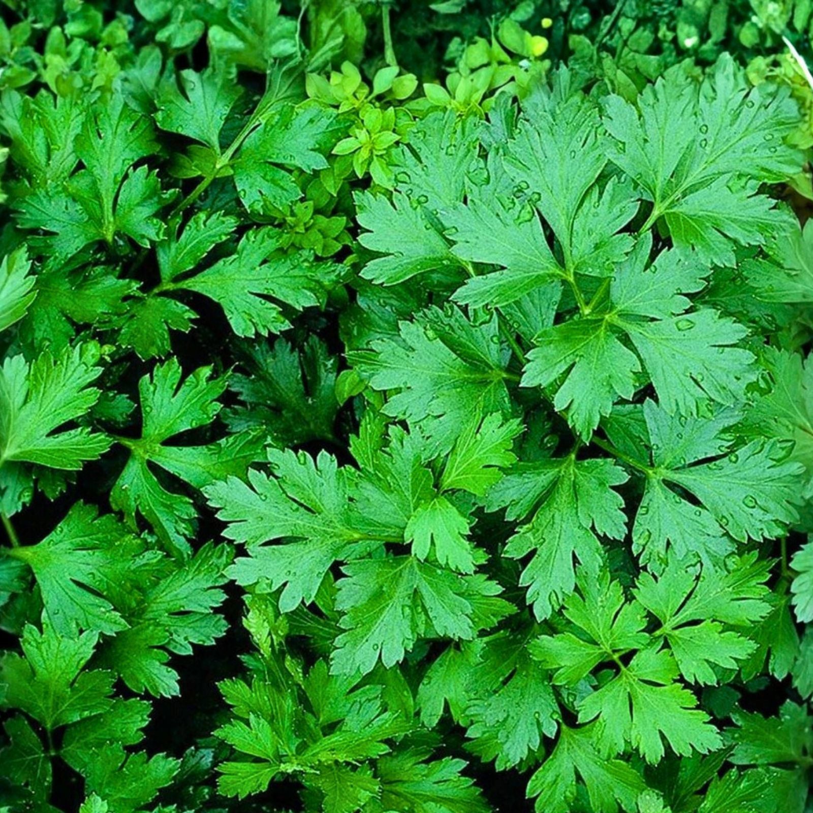 Parsley Seeds Italian Dark Green Heirloom Non-GMO Culinary Herb Petroselinum crispum 50+ Starter Plant Cutting