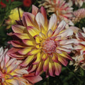 Dahlia Plant Bulb Caribbean Fantasy Peach Yellow Red Flower Butterfly Attracting Live Tuber Full Sun Zones 3-10