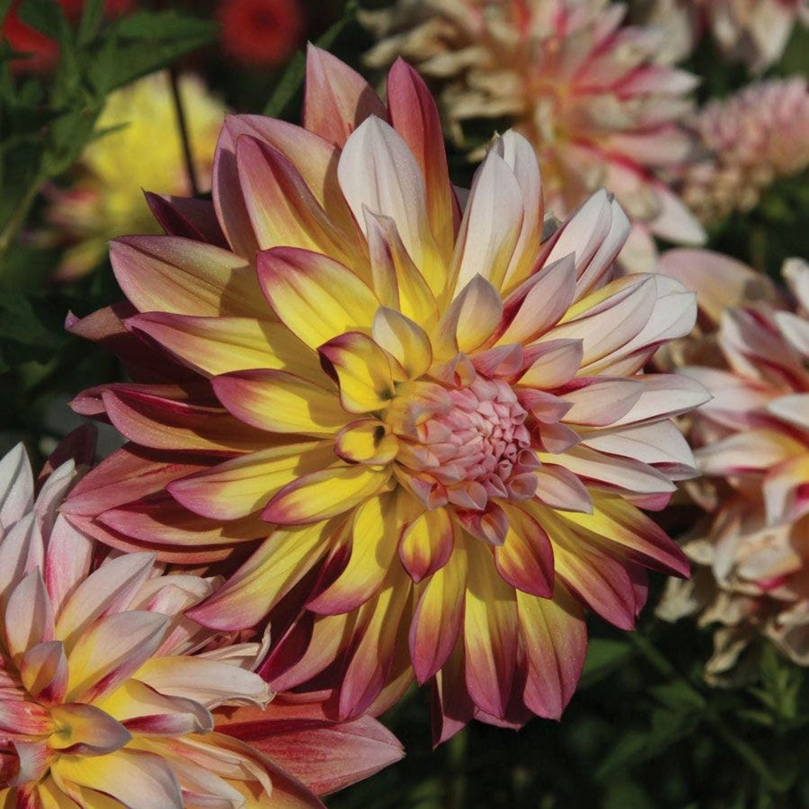 Dahlia Plant Bulb Caribbean Fantasy Peach Yellow Red Flower Butterfly Attracting Live Tuber Full Sun Zones 3-10
