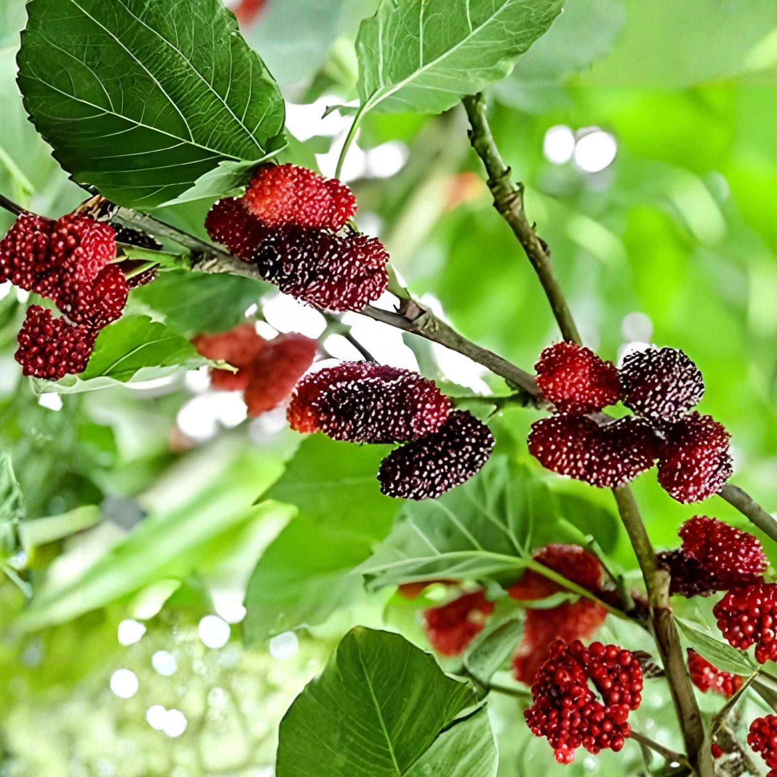 Live Red Mulberry Plant Morus alba Edible Berry Fruit Tree 16-24 Inches Starter Plant Hardy Zones 5-9