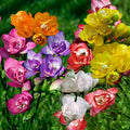 Freesia Bulbs Mix 10-Pack – Fragrant Pink Blue Yellow Purple Garden Flower Bulbs for Landscaping