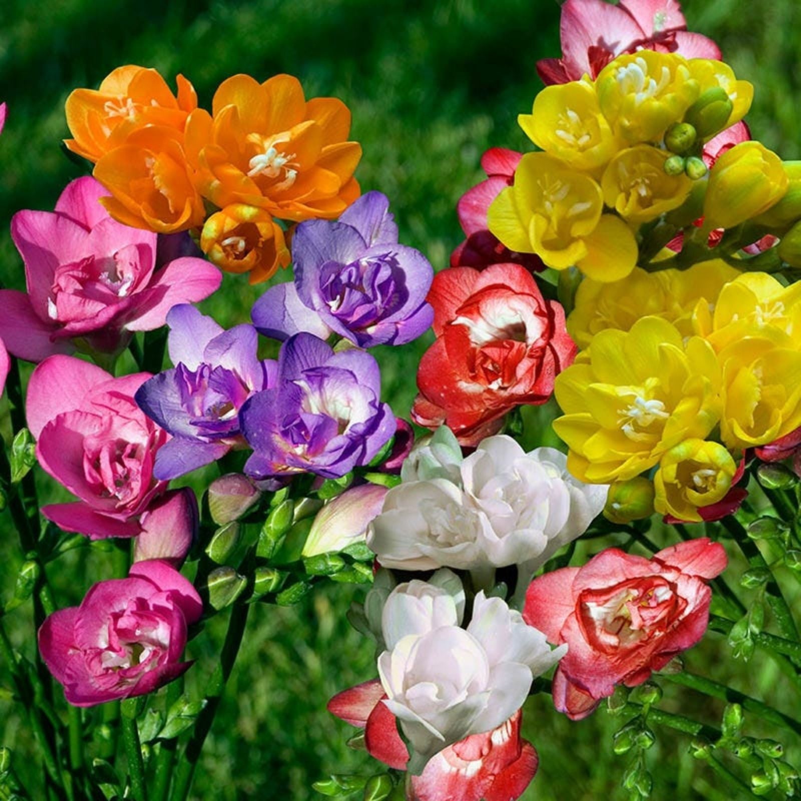 Freesia Bulbs Mix 10-Pack – Fragrant Pink Blue Yellow Purple Garden Flower Bulbs for Landscaping