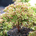Dwarf Aeonium Succulent Plant | Rooted Indoor Outdoor Garden | Aeonium sedifolium | Live Houseplant or Cutting