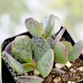Adromischus Maculatus Succulent Plant Chocolate Drop Calico Hearts Live Indoor Outdoor Houseplant