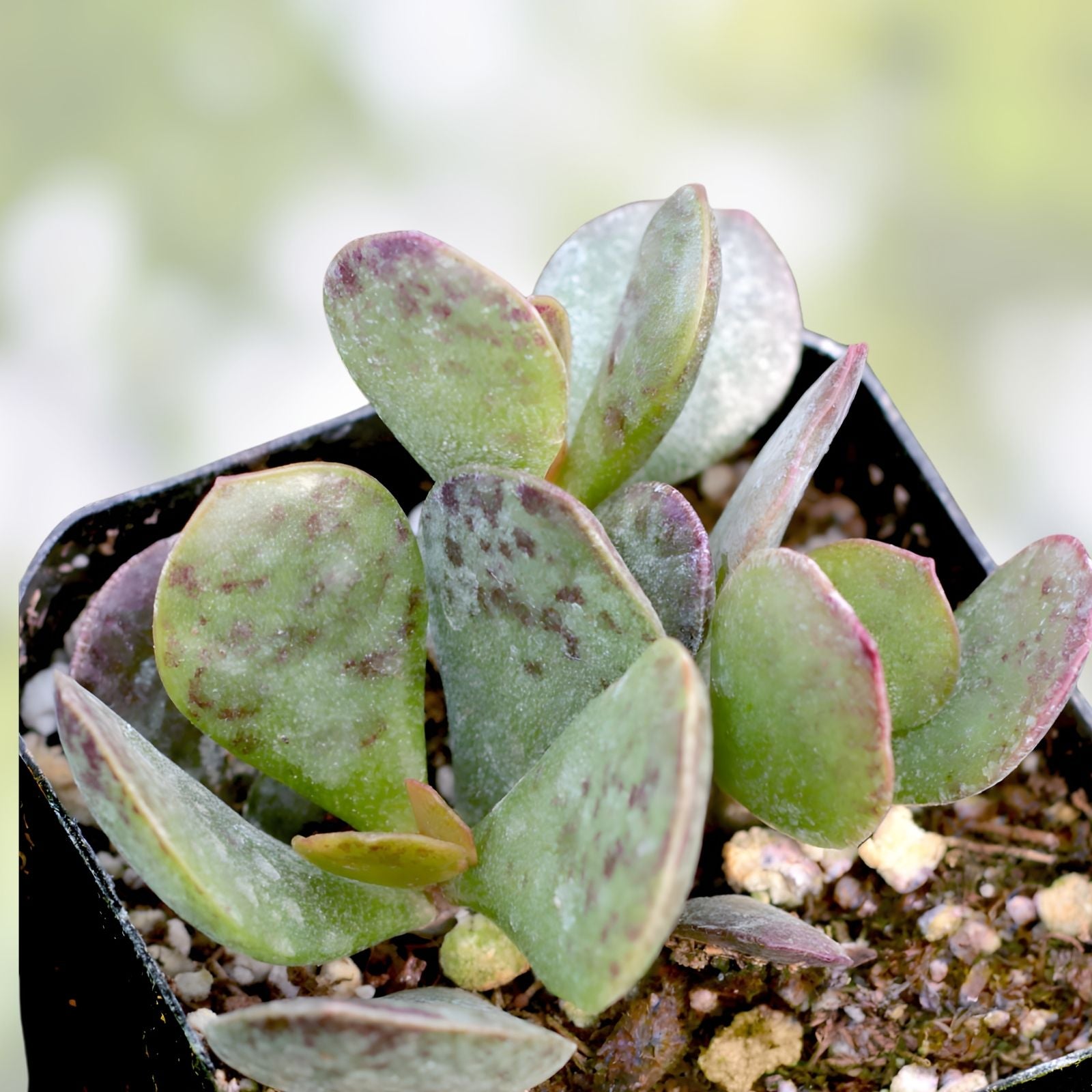 Adromischus Maculatus Succulent Plant Chocolate Drop Calico Hearts Live Indoor Outdoor Houseplant