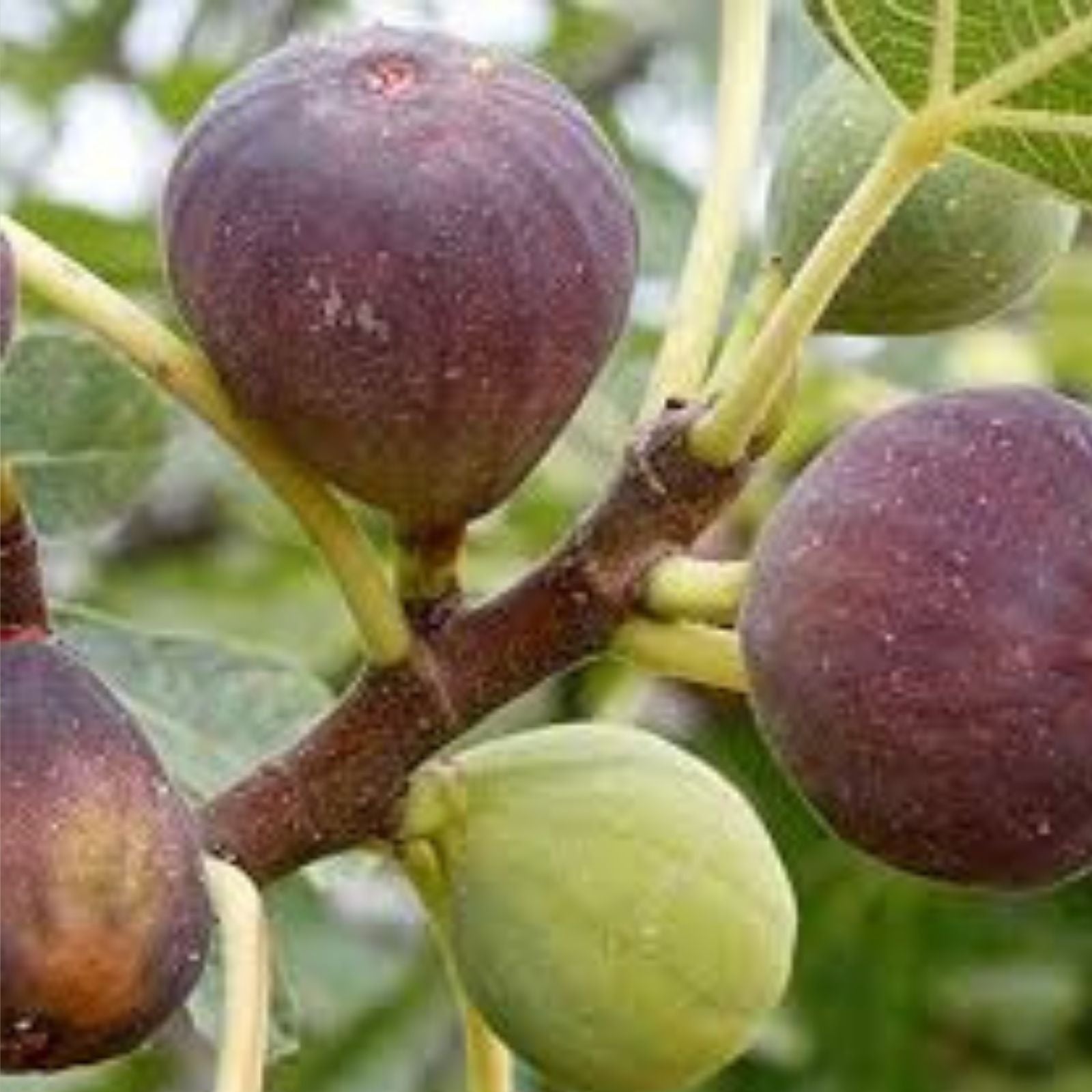 Fresh Fig Tree Cuttings - 10 Inch Unrooted Ficus carica Plant Cuttings for Gardening and Propagation