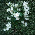 Sweet Mock Orange Cuttings Philadelphus coronarius 10 Fresh Unrooted Garden Plant Propagation