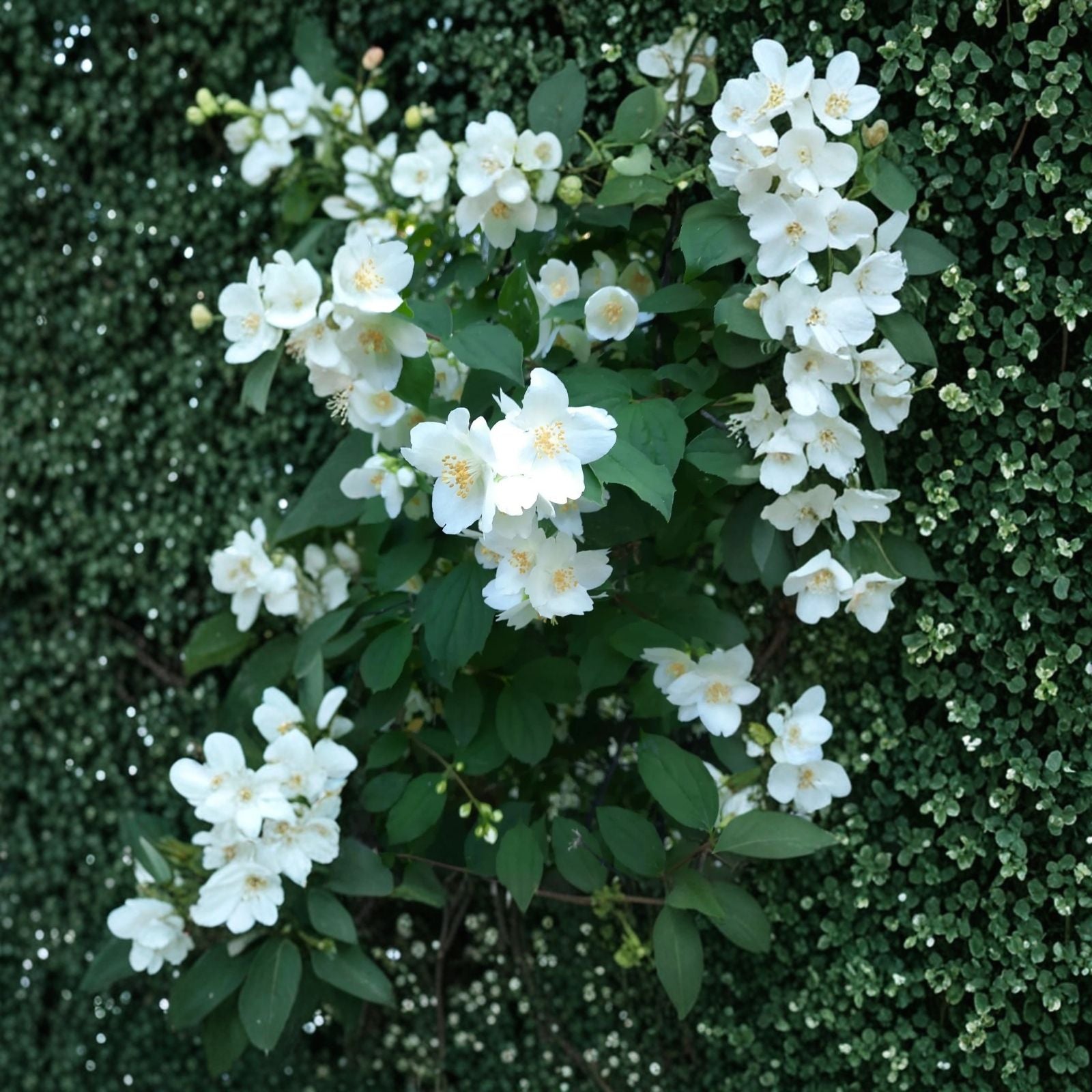Sweet Mock Orange Cuttings Philadelphus coronarius 10 Fresh Unrooted Garden Plant Propagation