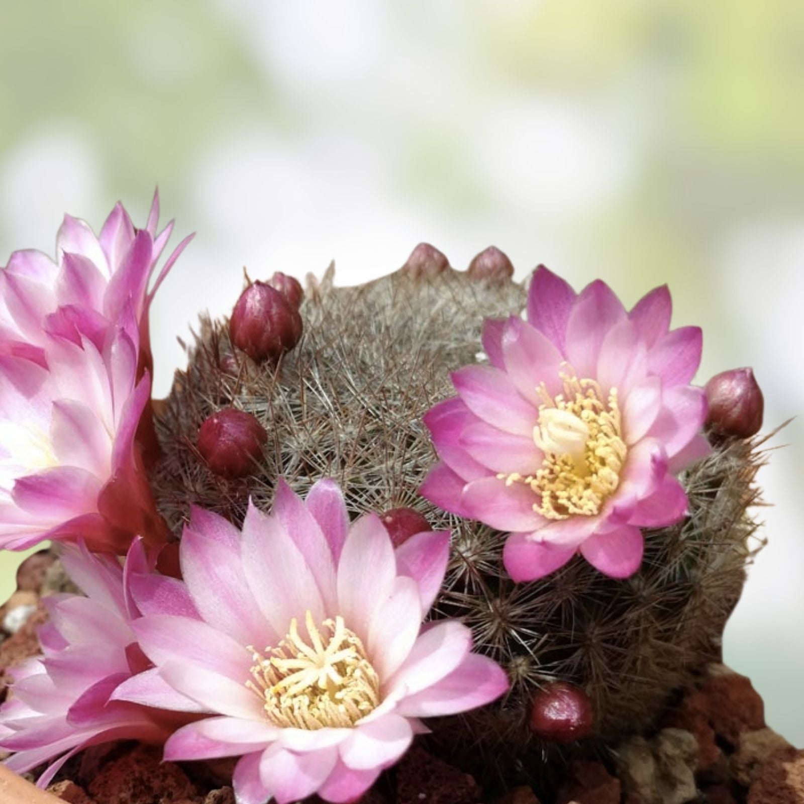 Rebutia Narvaecensis Cactus Live Succulent Small Indoor Plant Easy Care Desert Cactus Starter Plant