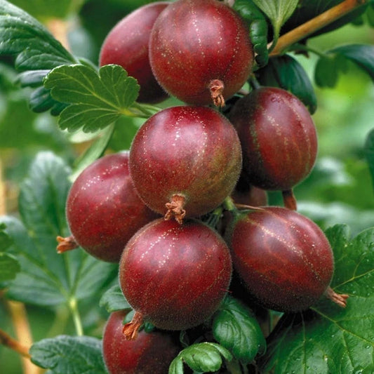Hinnonmaki Red Gooseberry Starter Plant Ribes uva-crispa Berry Bush for Zones 3-8 Live Plant