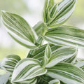 Wandering Jew Plant Cutting Variegated White Tradescantia Variegata Indoor Houseplant Starter Live Plant