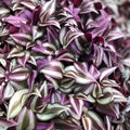 Tradescantia Zebrina Cuttings 10-Pack Wandering Jew Houseplant Easy Care Indoor Plant Free Shipping